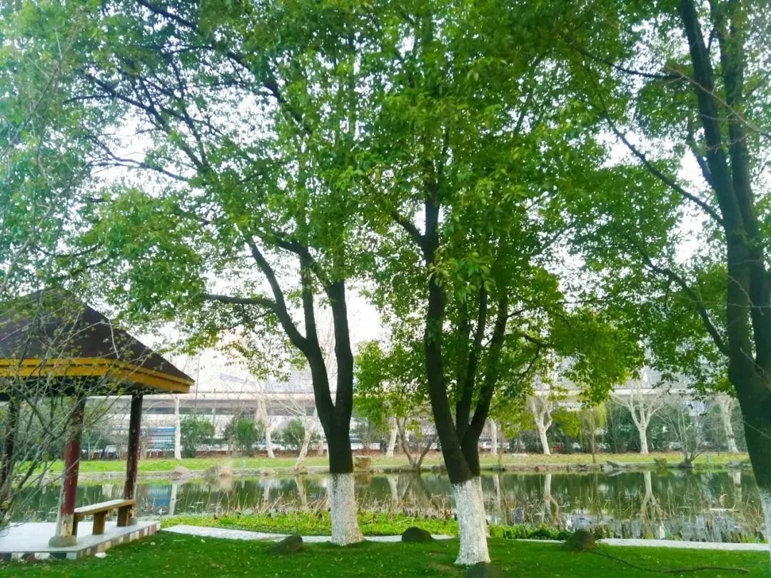 南京工业大学公益林上线，快来浇水种树！