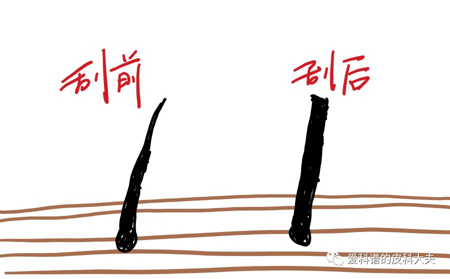 毛发会不会越刮越粗,毛发会不会越拔越旺盛