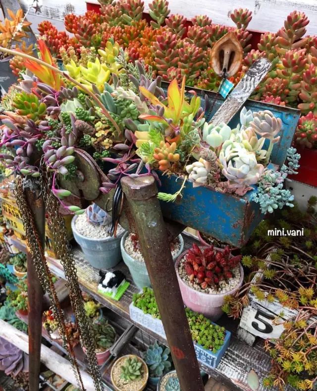 当破铜烂铁碰上多肉，这美度居然还能翻倍