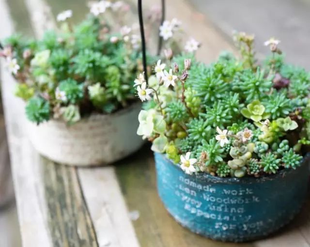 当破铜烂铁碰上多肉，这美度居然还能翻倍