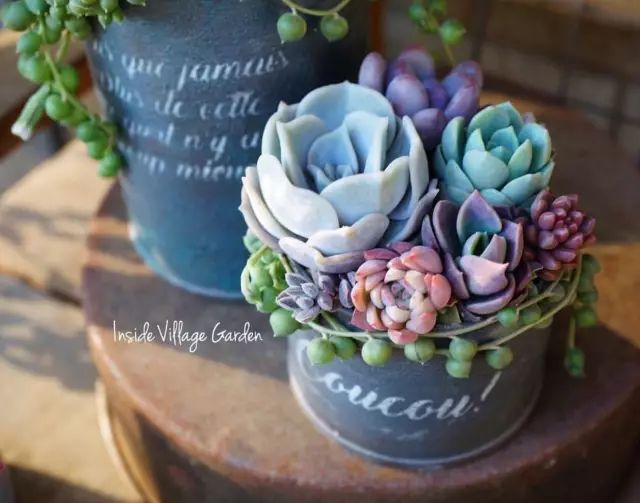 当破铜烂铁碰上多肉，这美度居然还能翻倍