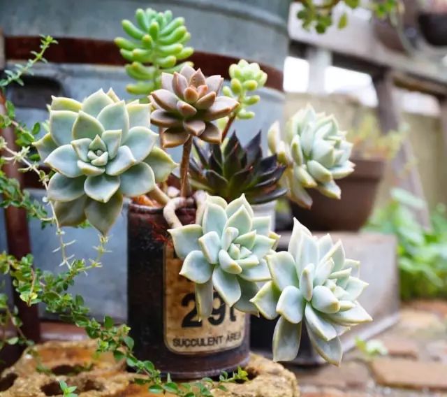 当破铜烂铁碰上多肉，这美度居然还能翻倍