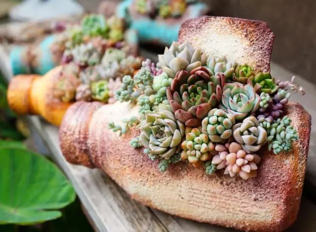 当破铜烂铁碰上多肉，这美度居然还能翻倍