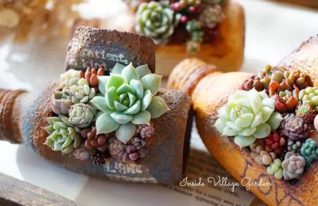 当破铜烂铁碰上多肉，这美度居然还能翻倍