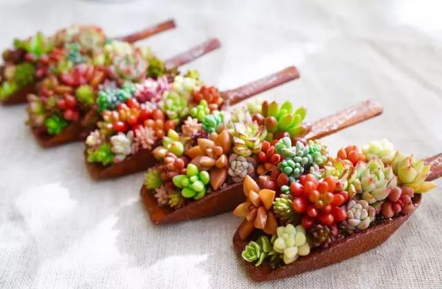 当破铜烂铁碰上多肉，这美度居然还能翻倍