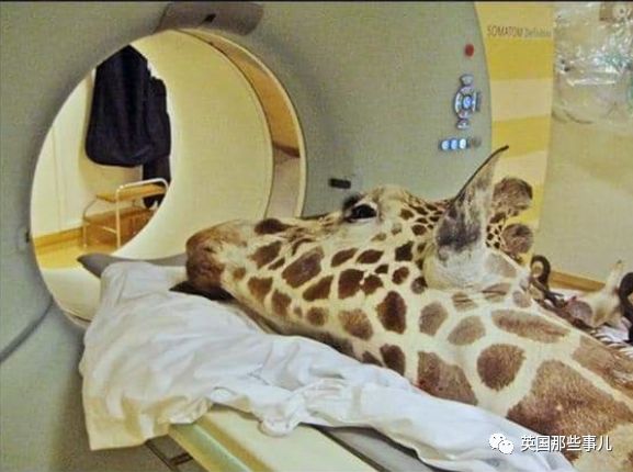 动物生病怎么做ct (动物生病做ct)