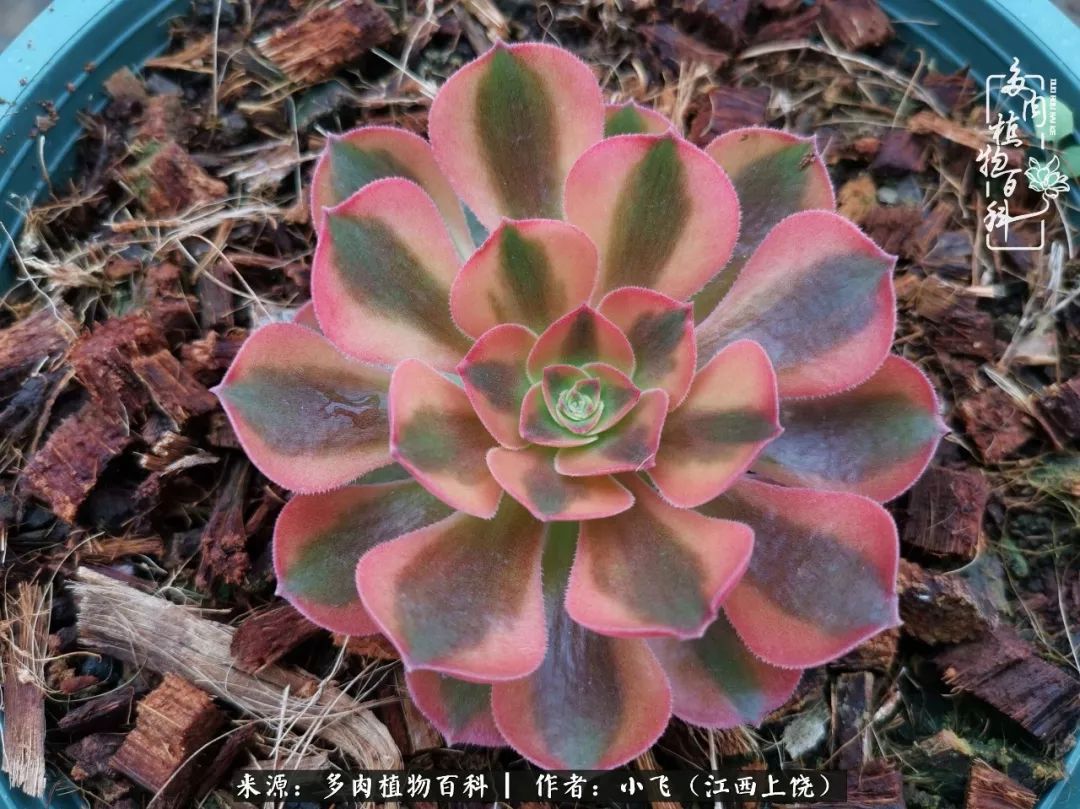 多肉法师品种科普之常见法师锦,法师多肉新品种锦光辉