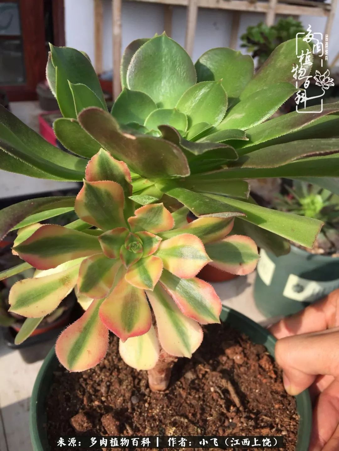 多肉法师品种科普之常见法师锦,法师多肉新品种锦光辉