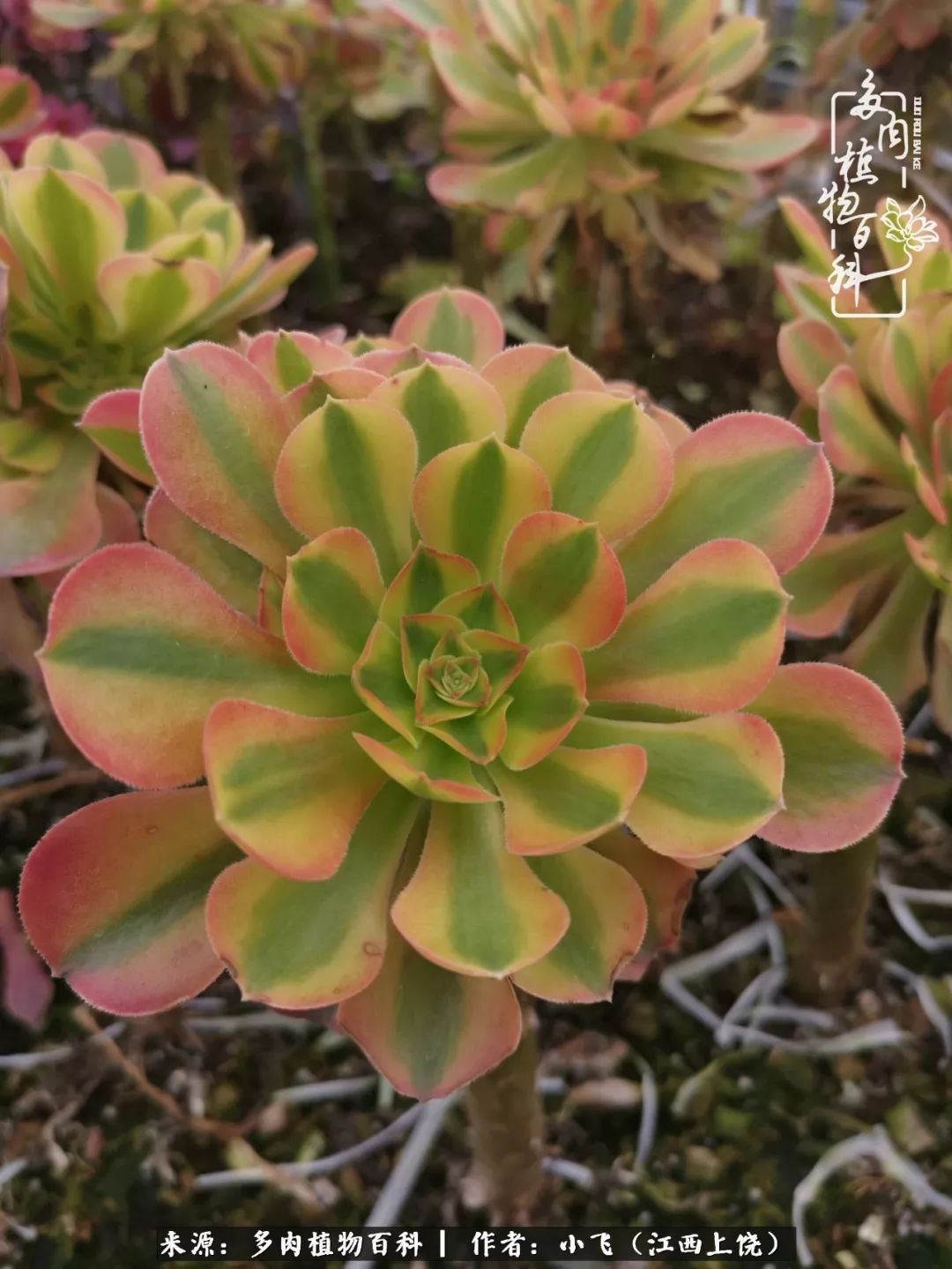 多肉法师品种科普之常见法师锦,法师多肉新品种锦光辉