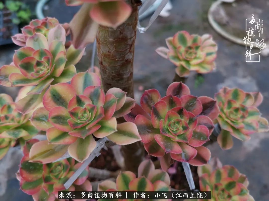 多肉法师品种科普之常见法师锦,法师多肉新品种锦光辉