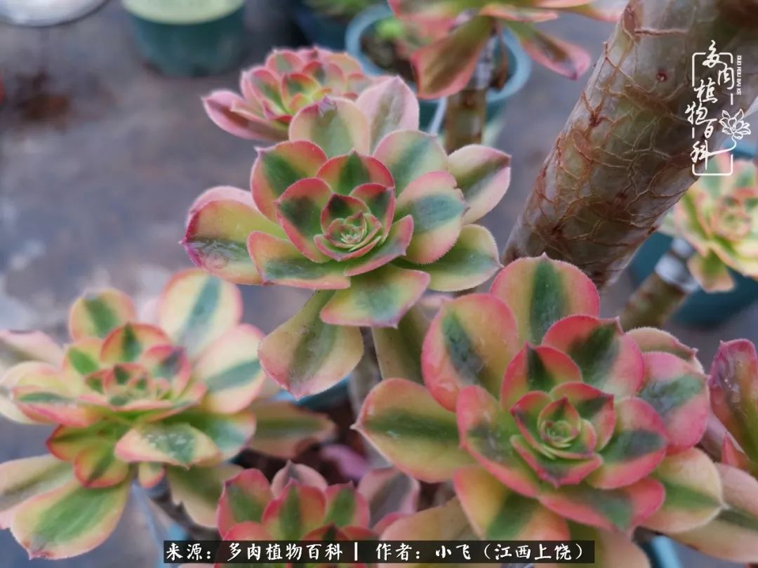 多肉法师品种科普之常见法师锦,法师多肉新品种锦光辉