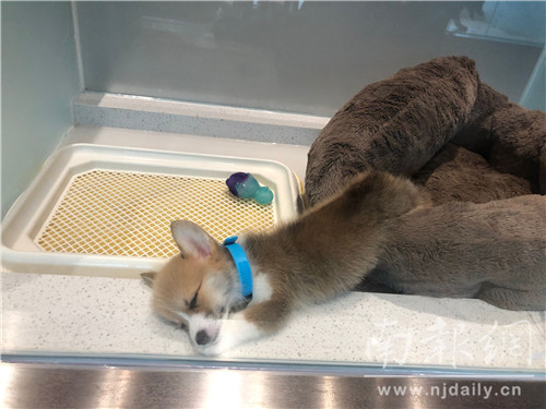 为小动物建造豪宅,为小动物建个房子