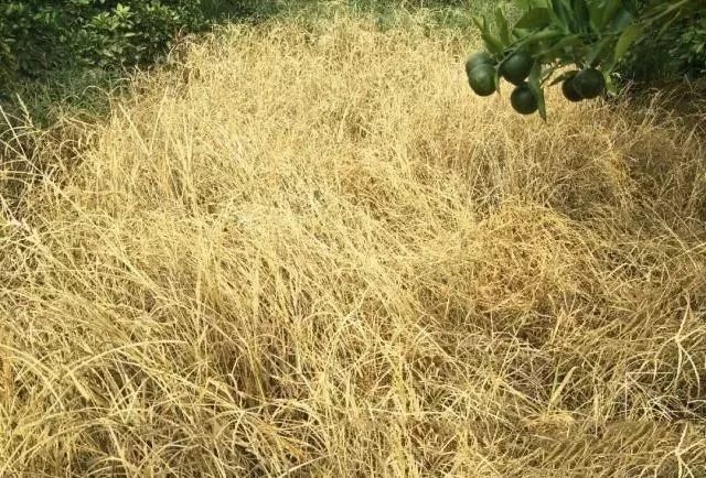 草铵膦加复合肥效果好吗,草铵膦加尿素能除草吗