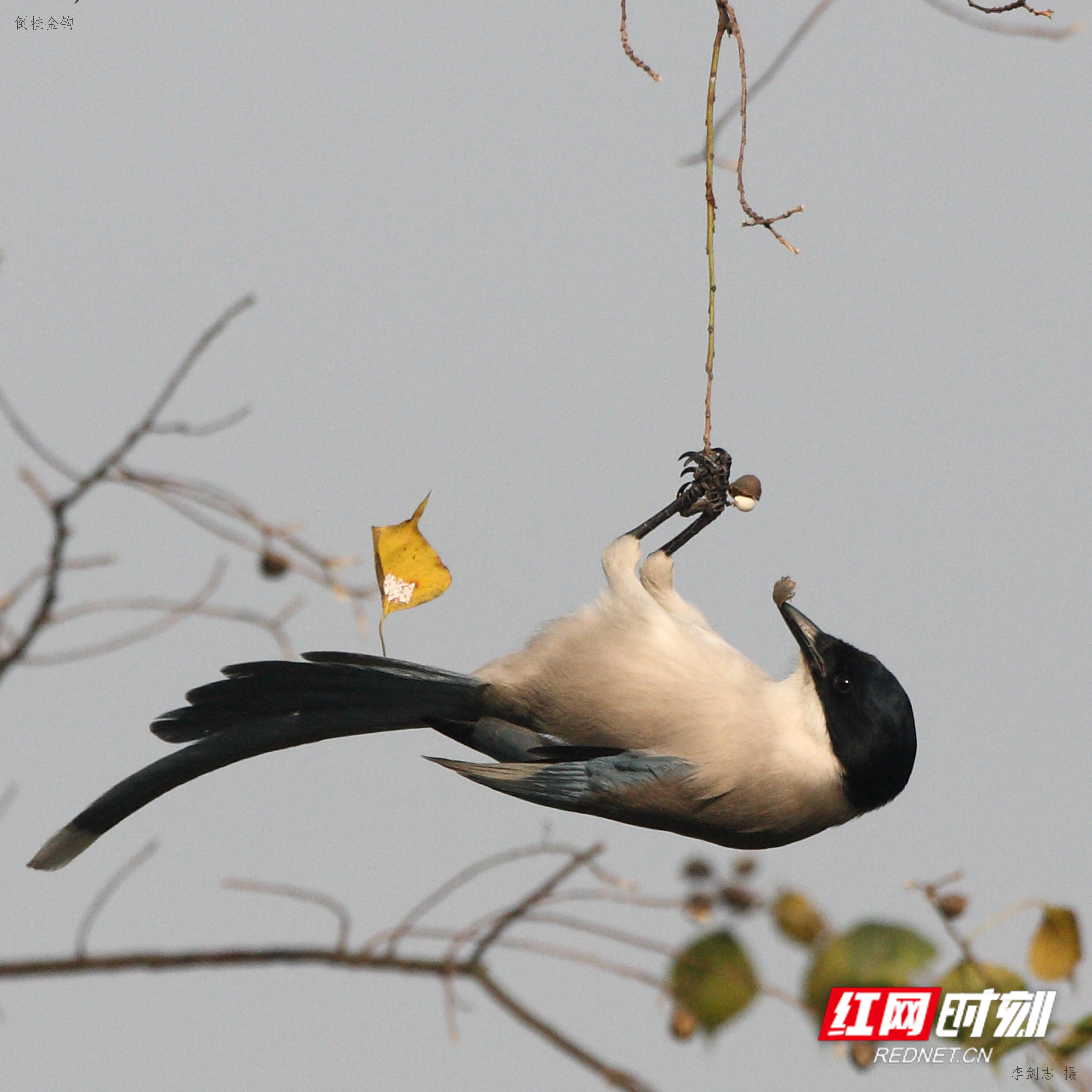 益周美景｜益阳的天然“氧吧”在哪里？沅江南洞庭湖湿地告诉你答案