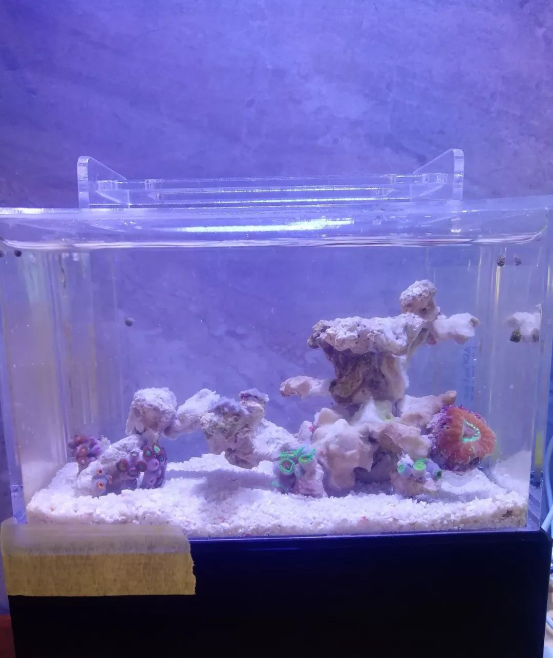 微缸为什么不能超过40公分高,微缸水体容量加大