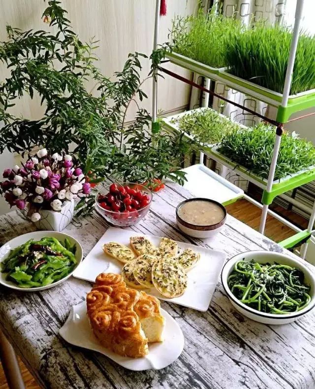 在家种菜,不用土不用肥,“一张纸”就搞定