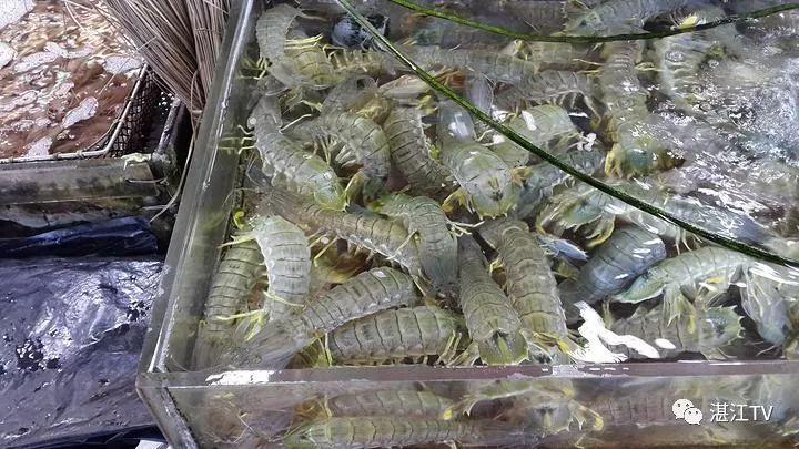 香港tvb经典打卡,香港湛江海鲜