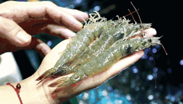 香港tvb经典打卡,香港湛江海鲜