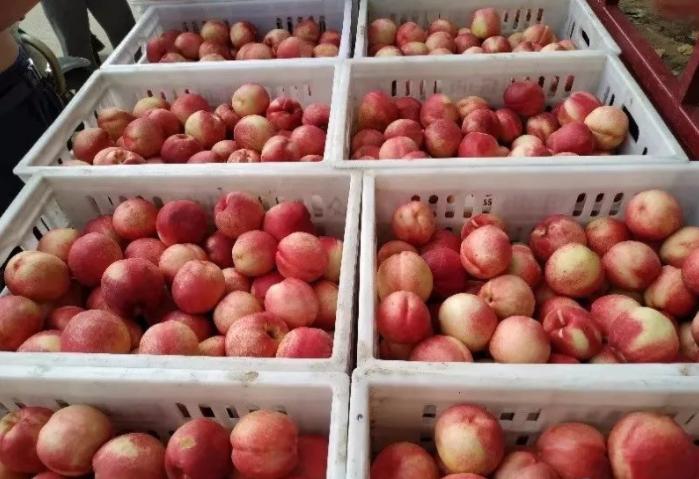 沂源鲜桃“甜上天”了，快让大家都知道