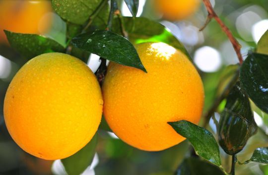 玉溪经典珍品,云南玉溪有哪些品牌