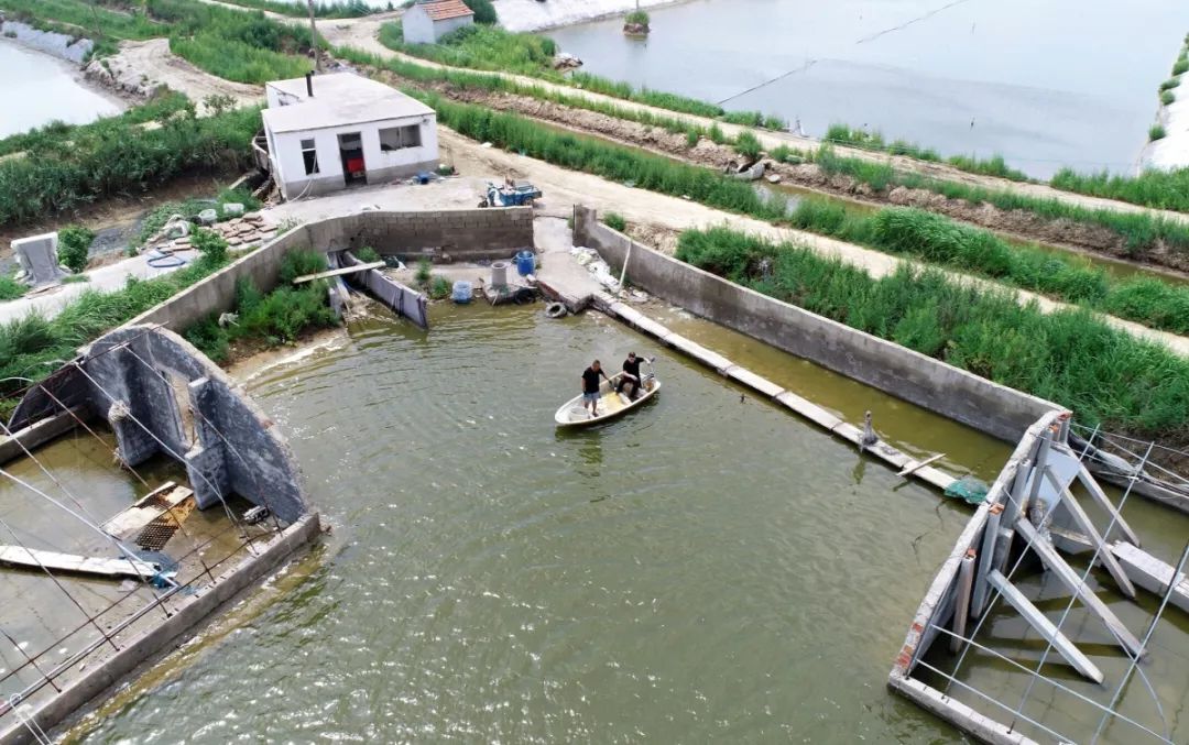 青岛黄岛大棚养梭子蟹,青岛室内养殖梭子蟹