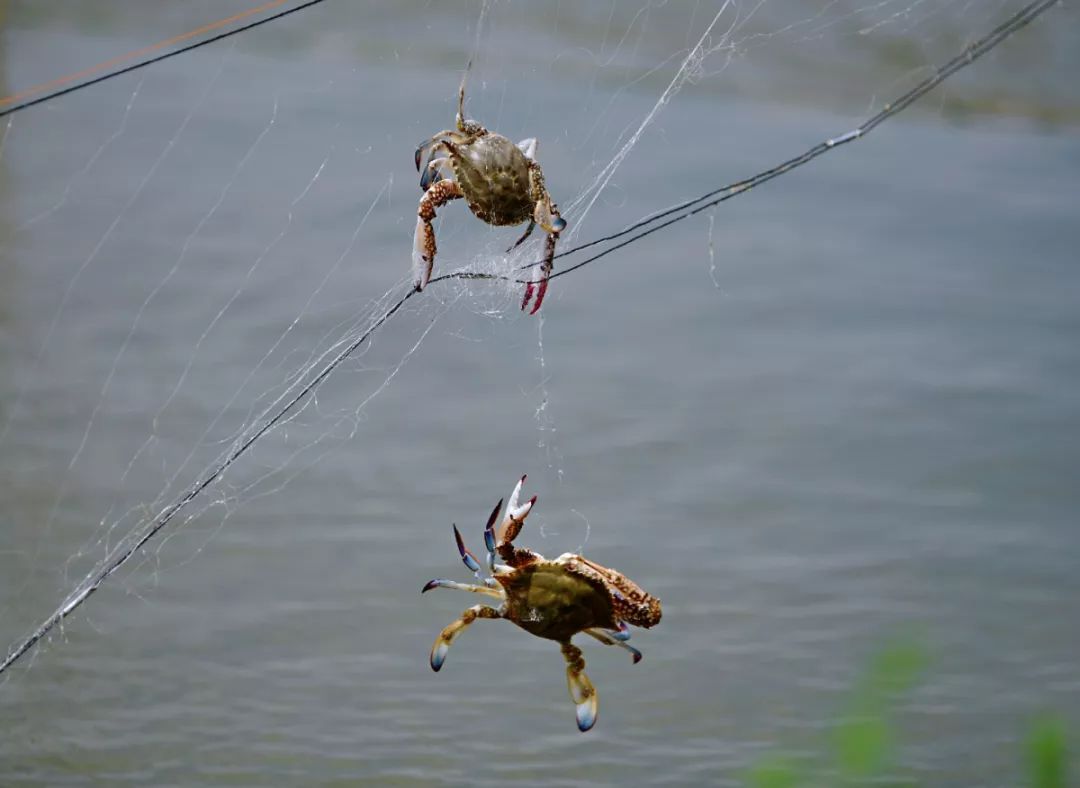 闈掑矝榛勫矝澶ф鍏绘瀛愯煿,闈掑矝姊瓙锜规渶澶ф湁澶氬ぇ