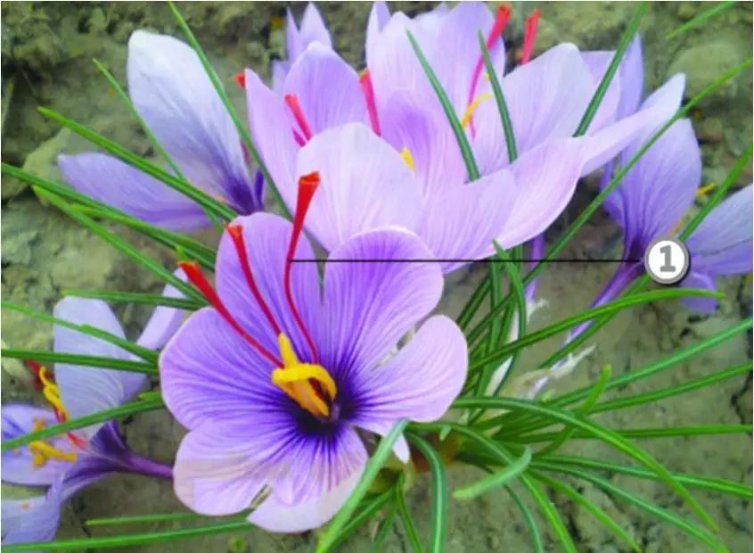 本草驿站中草药,本草驿站的莲子