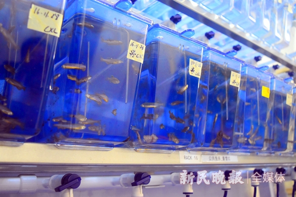 大脑损伤后的重建之谜,受伤的脑细胞可否恢复