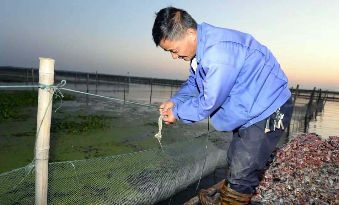阳澄湖大闸蟹大部分是洗澡蟹吗,阳澄湖大闸蟹洗澡