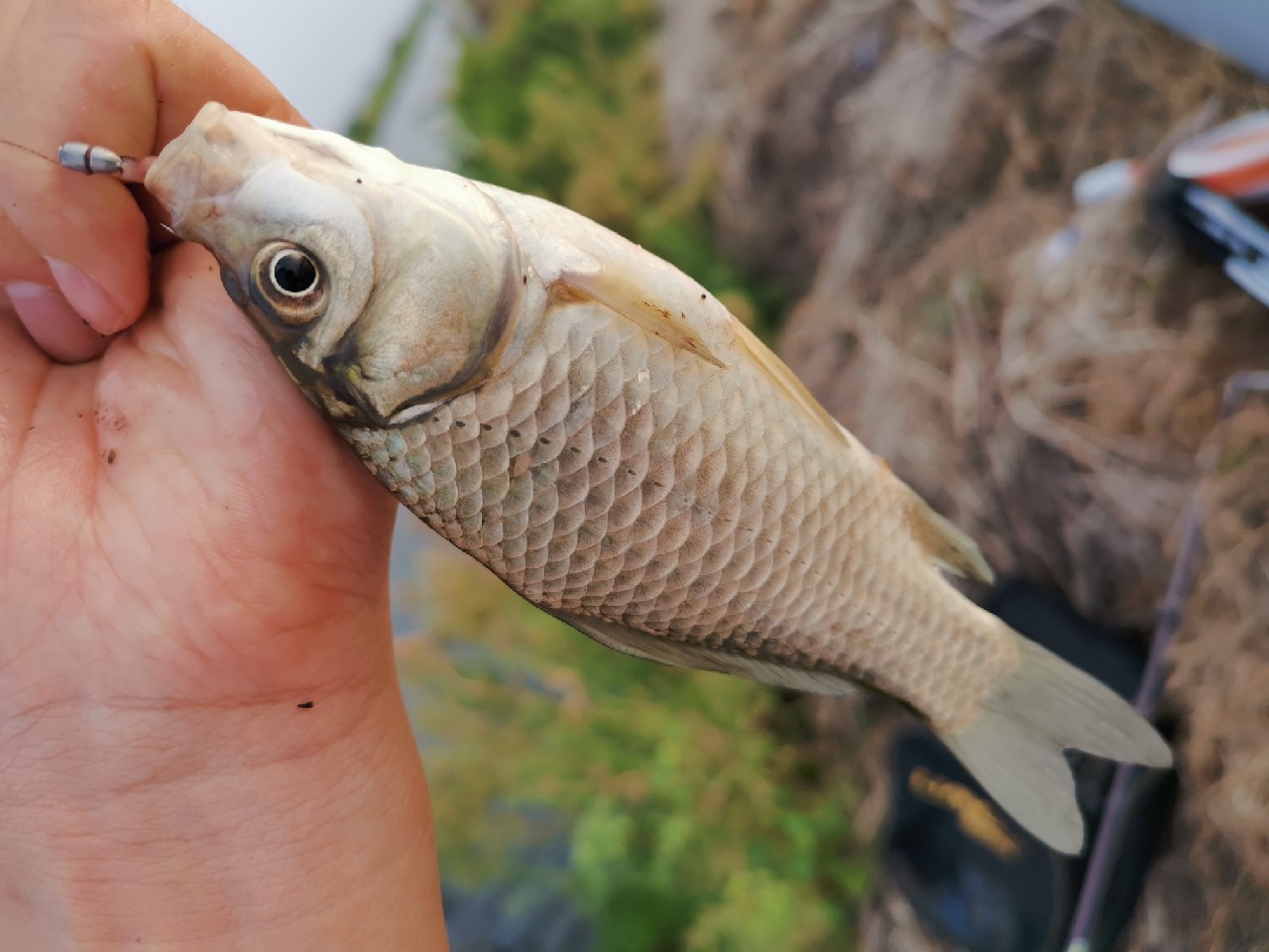 野河大板鲫钓着过瘾还好吃,野河大板鲫喜欢吃什么样的饵料
