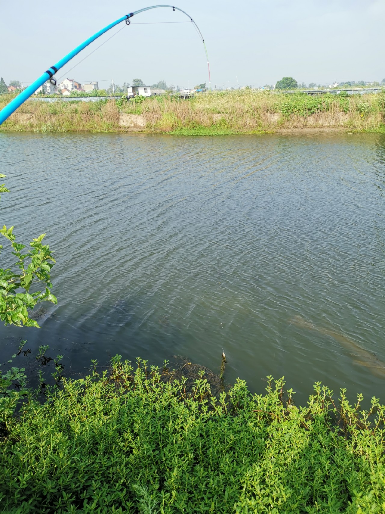 野河大板鲫钓着过瘾还好吃,野河大板鲫喜欢吃什么样的饵料