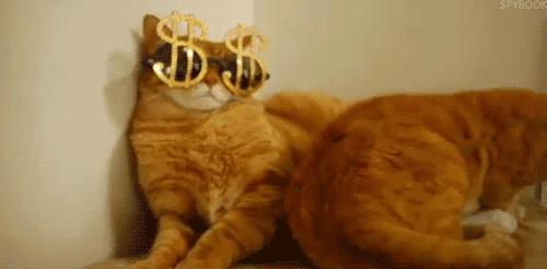 猫被领养后的真实生活,收养一只流浪猫几个月了野性难改