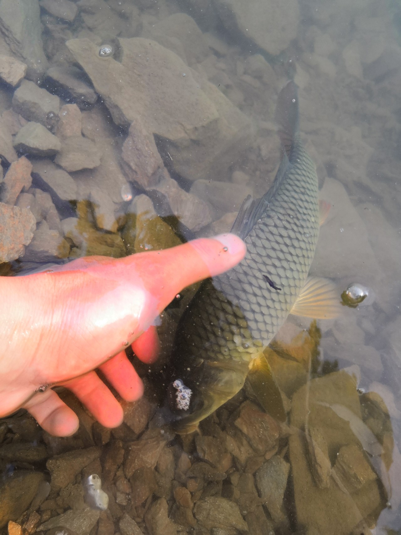 花钱钓鱼鱼可以拿回去吗,钓鱼珍惜资源才是王道