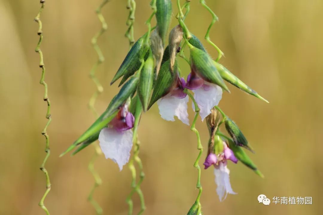 鏂扮煡鏂拌В,鏂扮煡鏂拌