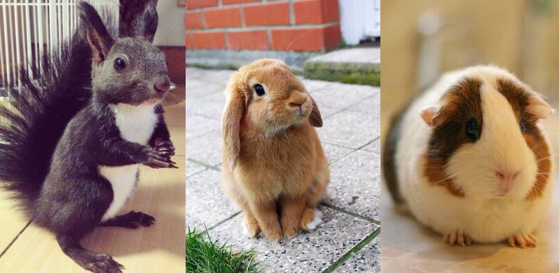 平湖免费景点推荐一下,平湖周边最近的动物园