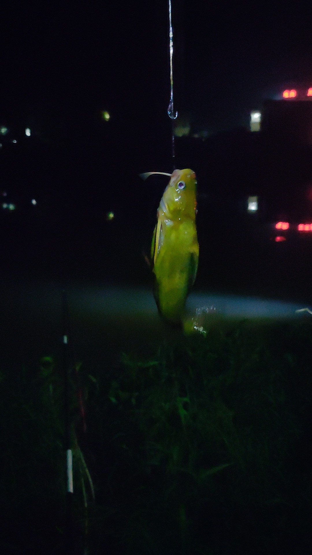 水情不稳定如何钓鱼,水情不明钓鱼必须每次都调漂吗