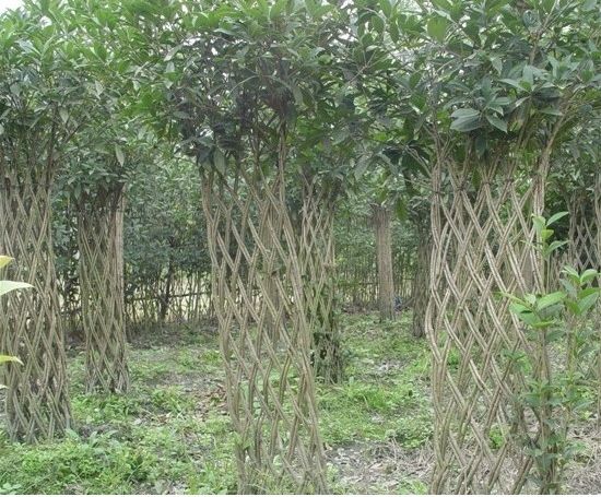 适合庭院种植的高颜值苗,适合院子种植的苗木