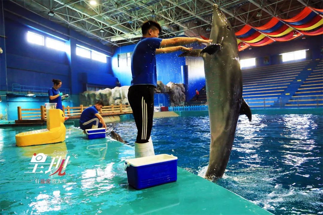 呈现|从海军战士到“海豚恋人”,人鱼相眷,恰似你的温柔……