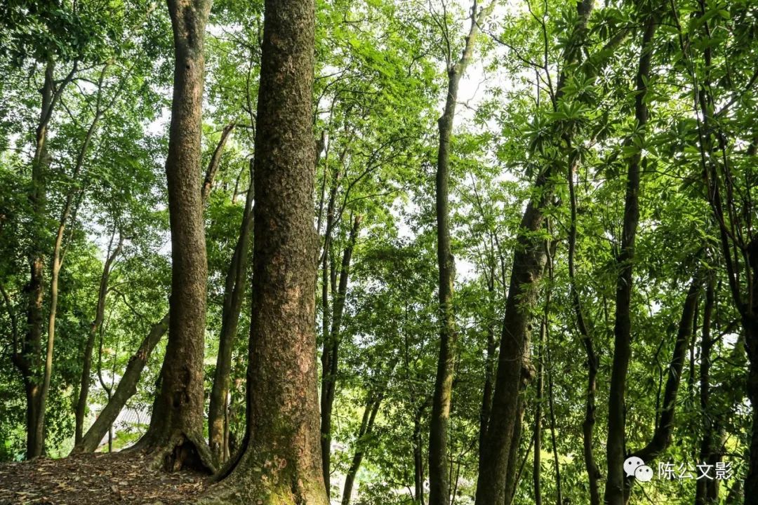 竹溪古八景,竹溪古八景图片