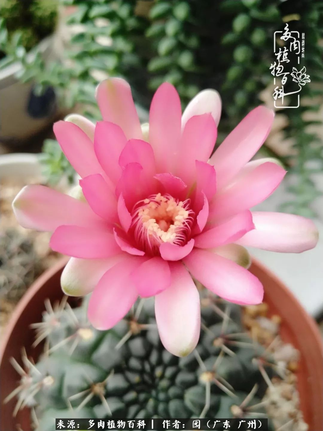 多肉粉色仙人球开花图片,开花最好看的多肉仙人球