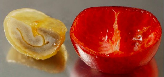 咖啡亲身体验制作过程,咖啡采摘方式及具体操作过程