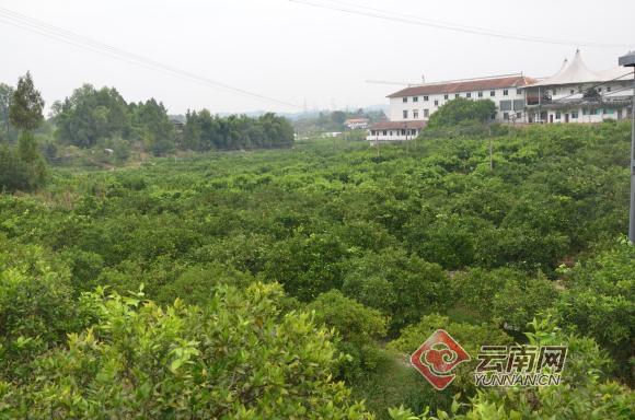 柑橘标本,柑橘博物馆项目