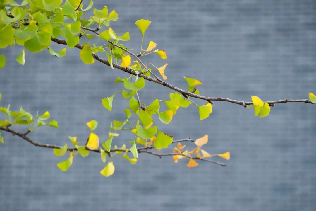 白露时节秋意浓金风玉露喜相逢,金风玉露七夕相遇