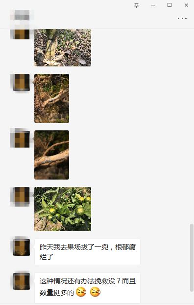 柑橘树干枯萎了还能救活吗,柑橘根部树干脱皮是什么原因