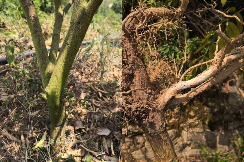 柑橘树干枯萎了还能救活吗,柑橘根部树干脱皮是什么原因