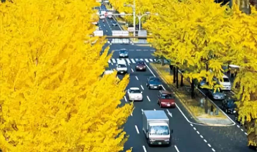 日本银杏叶保存,2019日本赏银杏