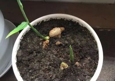 种一亩姜卖多少钱能保本,种姜多少钱不赔本