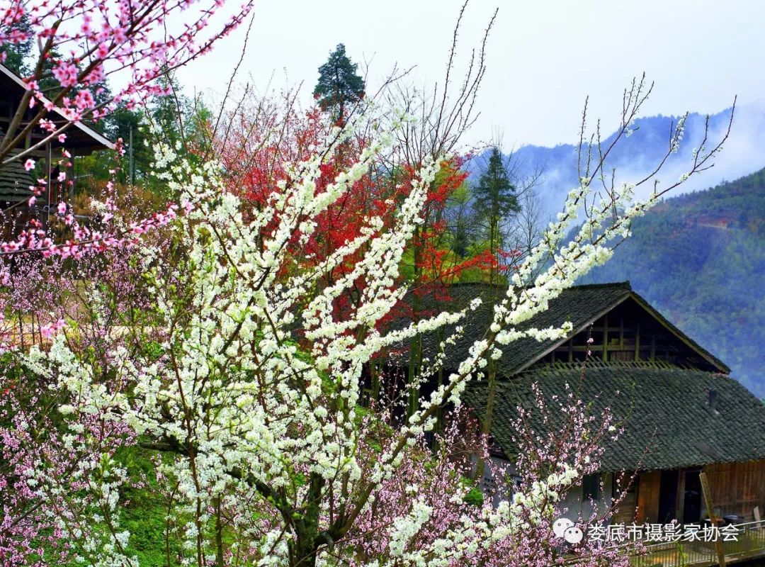 生态娄底美丽家园——【壮丽70年奋斗新时代】娄底首届风光摄影作品展览生态小品作品选登