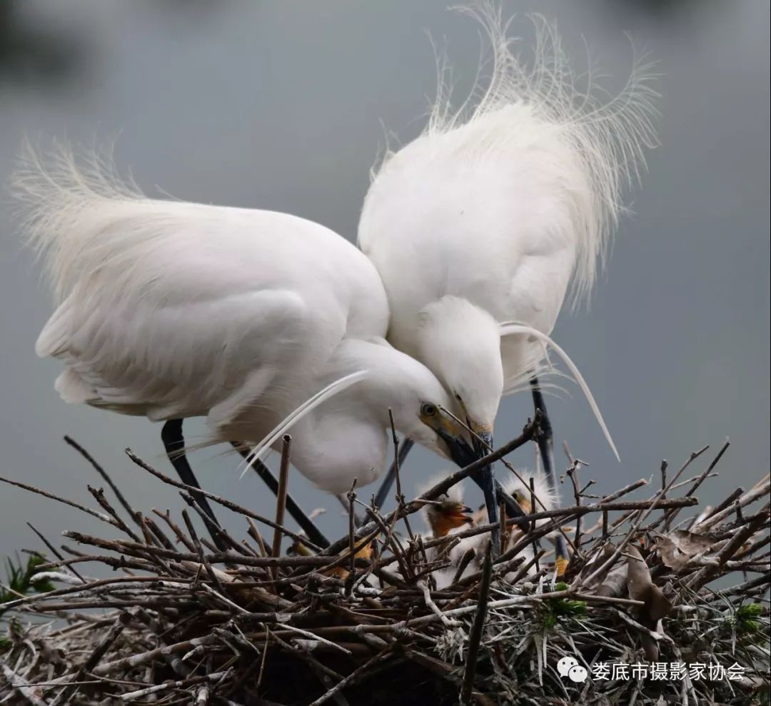 生态娄底美丽家园——【壮丽70年奋斗新时代】娄底首届风光摄影作品展览生态小品作品选登
