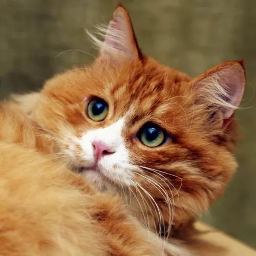 领养猫咪哪一种年龄最合适,领养一只小猫咪的十个理由